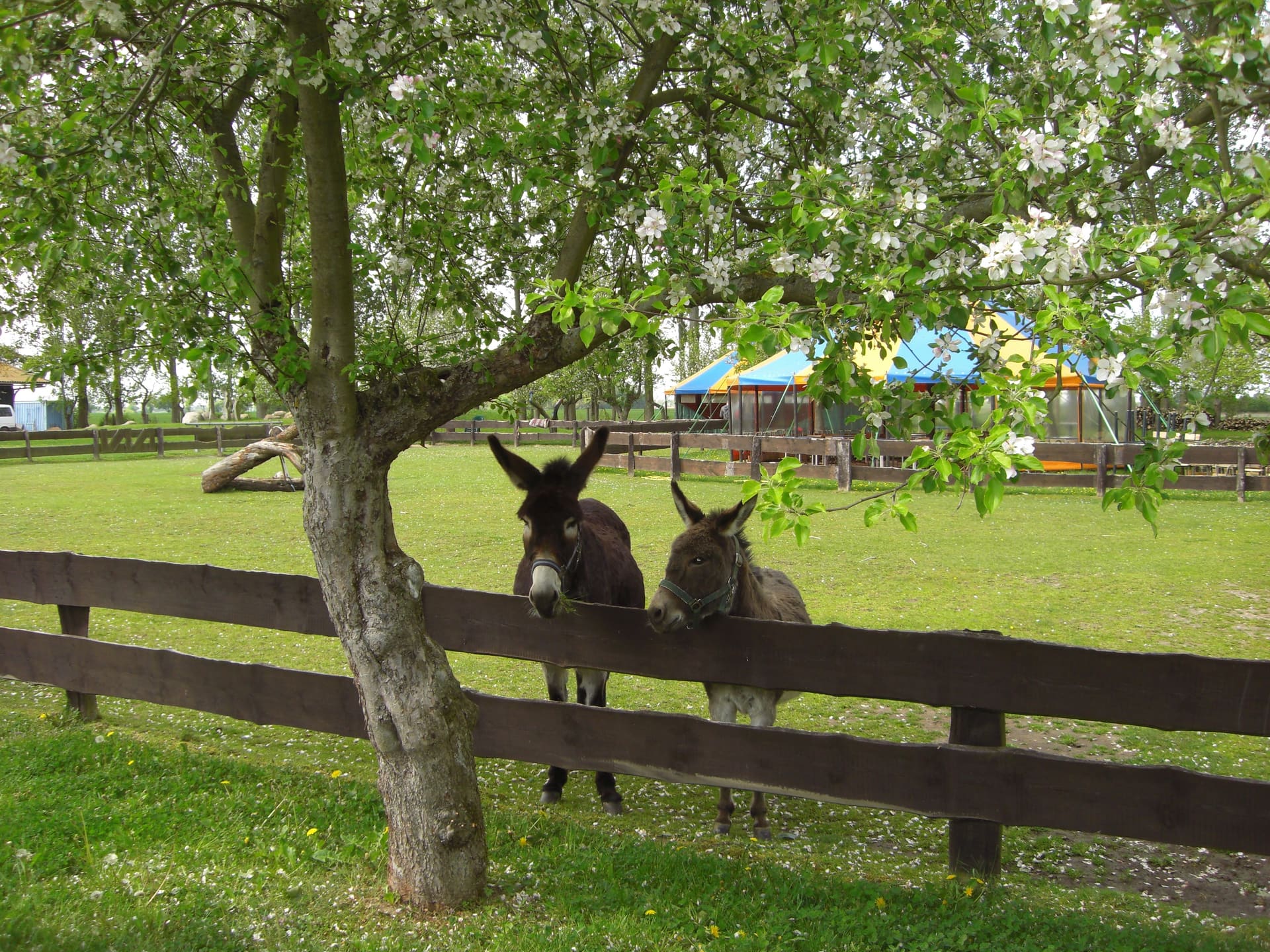 Esel unter blühenden Obstbäumen auf der Streuobstwiese des Eselhofs